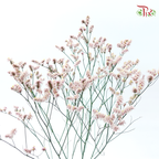 Limonium Sinese - Light Pink (2 Stems)-Light Pink-Japan-prflorist.com.my