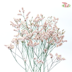 Limonium Sinese - Light Pink (2 Stems)-Light Pink-Japan-prflorist.com.my