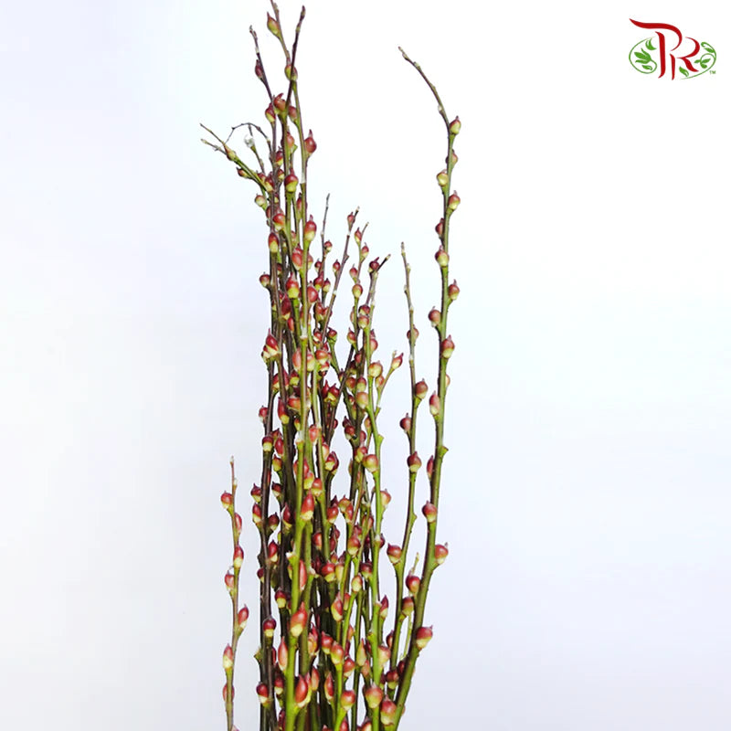 Pussy Willow Lion Head (TWN)  - 5FT/6FT
