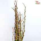 Pussy Willow Lion Head (TWN)  - 5FT/6FT