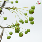 Little Apple - Green (Per Bunch)-Green-China-prflorist.com.my