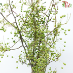 Little Apple - Green (Per Bunch)-Green-China-prflorist.com.my