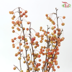Little Apple Red - (Per Bunch)-China-prflorist.com.my