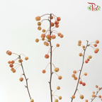 Little Apple Red - (Per Bunch)-China-prflorist.com.my