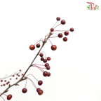 Little Apple Red - (Per Bunch)-China-prflorist.com.my