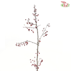 Little Apple Red - (Per Bunch)-China-prflorist.com.my
