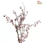 Little Apple Red - (Per Bunch)-China-prflorist.com.my