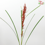 Little Broomcorn (Per Bunch)-China-prflorist.com.my