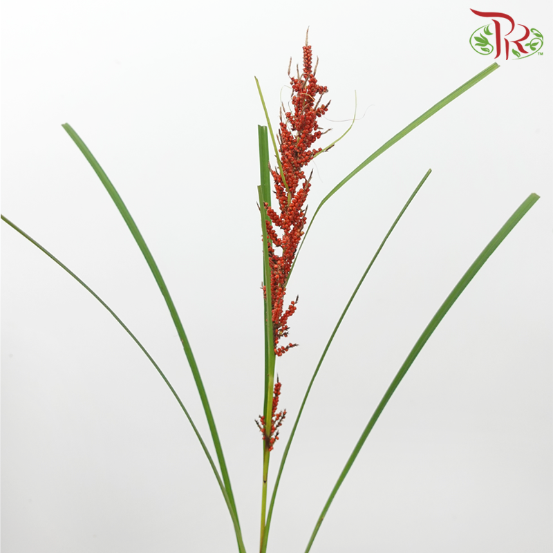 Little Broomcorn (Per Bunch)-China-prflorist.com.my