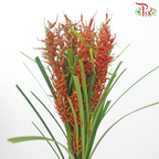 Little Broomcorn (Per Bunch)-China-prflorist.com.my