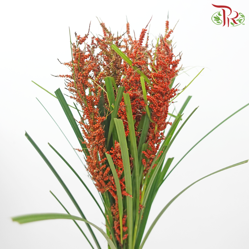 Little Broomcorn (Per Bunch)-China-prflorist.com.my