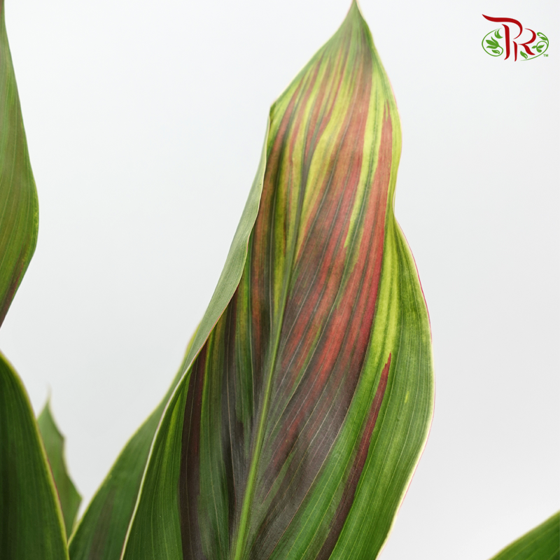 Snow Cordyline