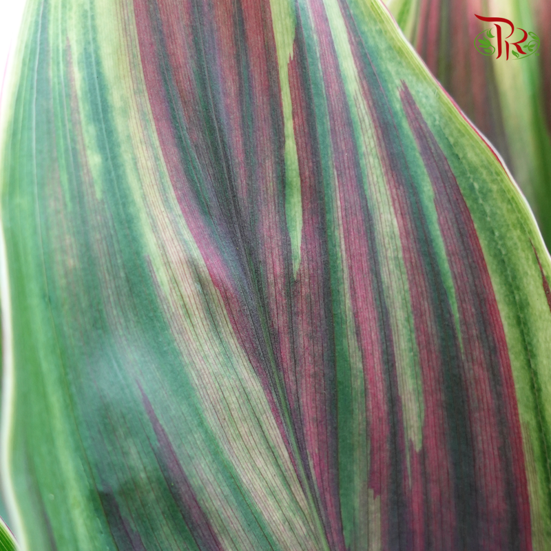 Snow Cordyline