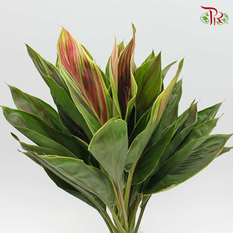 Snow Cordyline