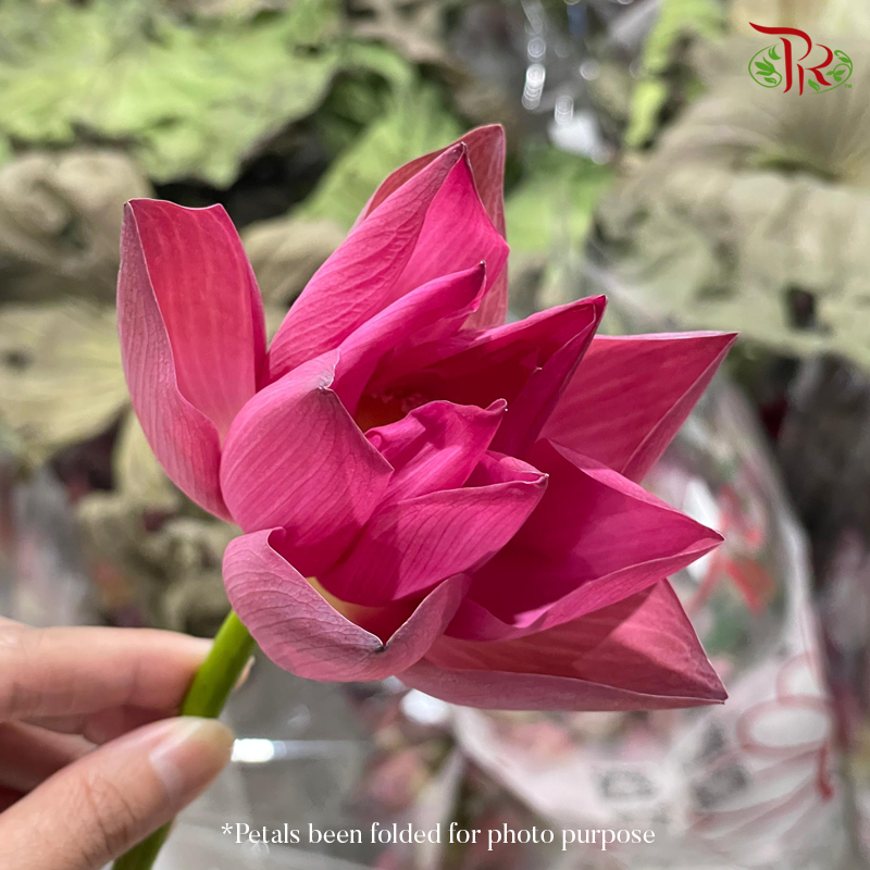 Lotus Flower - Unfold type