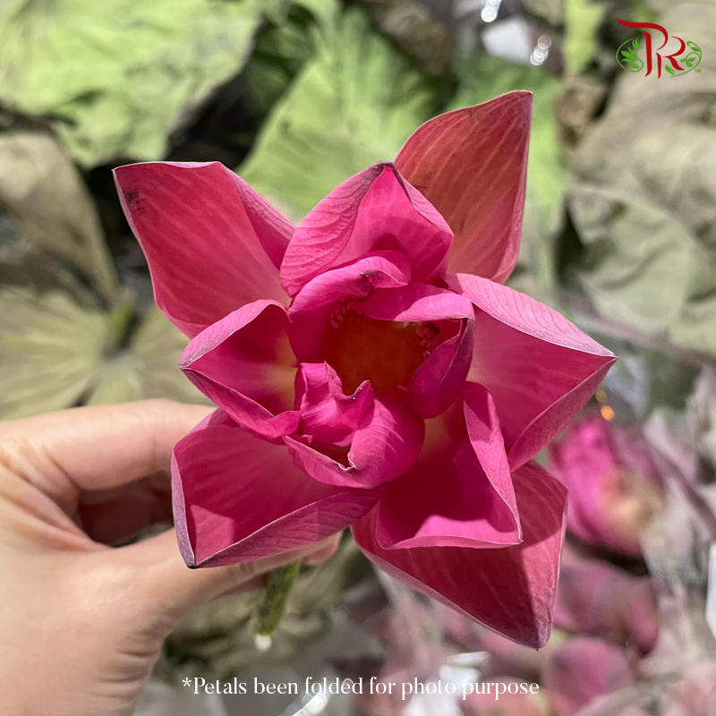 Lotus Flower - Unfold type