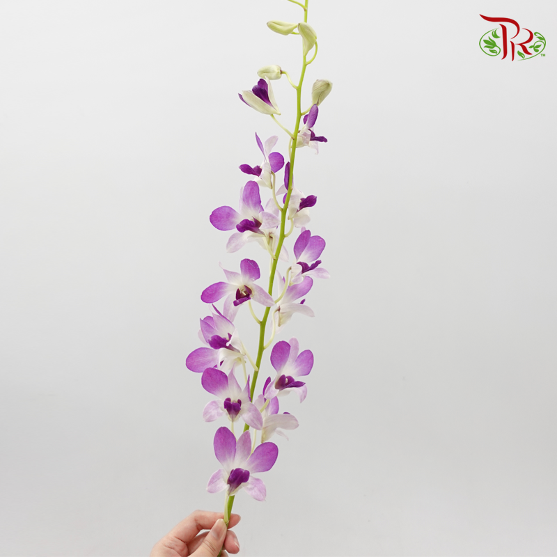 Dendrobium