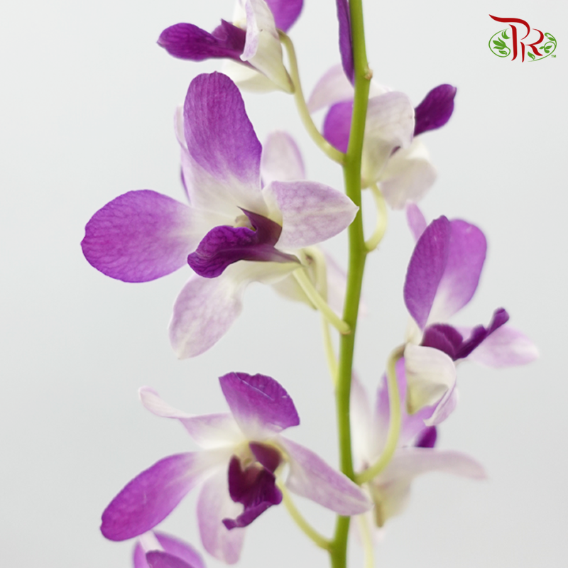 Dendrobium