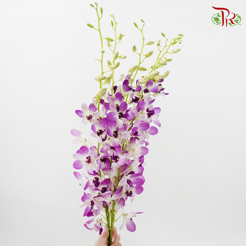 Dendrobium