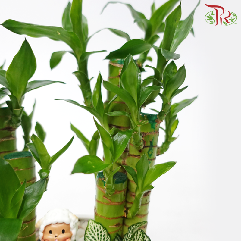 Lotus Bamboo Arrangement《步步高升》(Random Choose Design & Deco)