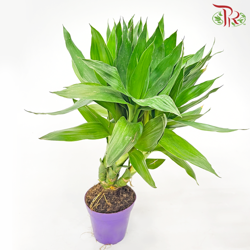 Lotus Bamboo (5in1)《荷花竹》