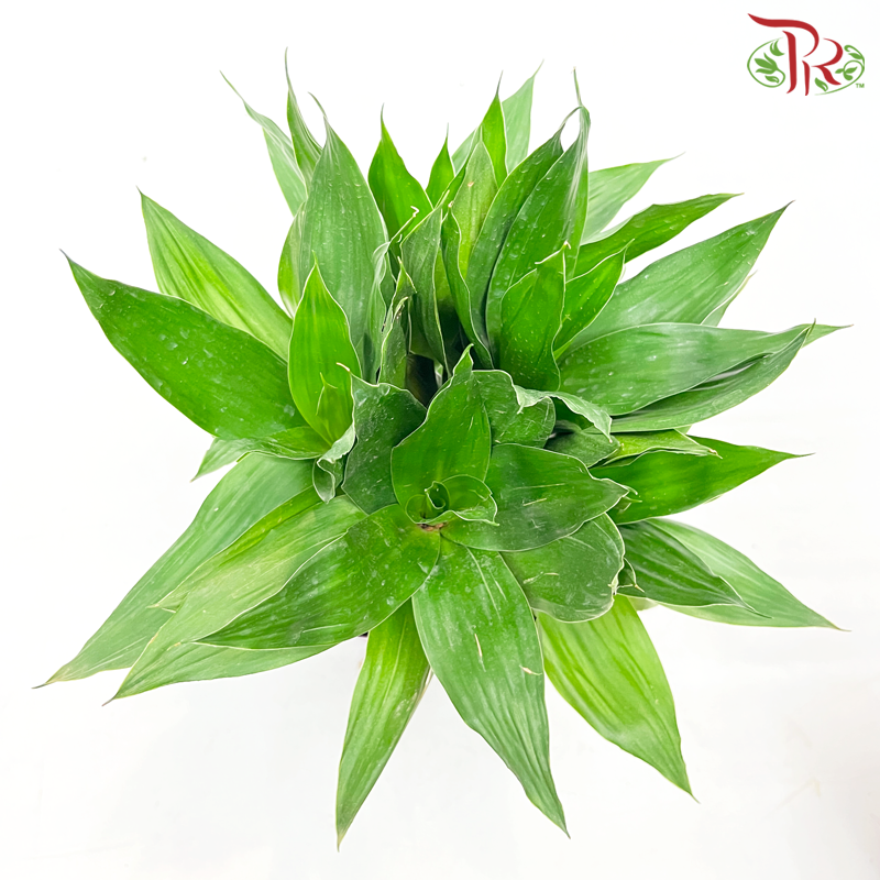 Lotus Bamboo (5in1)《荷花竹》