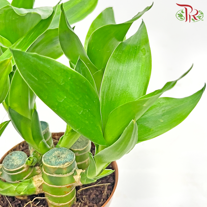 Lotus Bamboo P90《荷花竹》-Pudu Ria Florist-prflorist.com.my