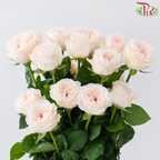 Rose Lovely Porcelain《可爱瓷》
