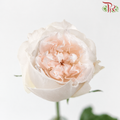 Rose Lovely Porcelain《可爱瓷》
