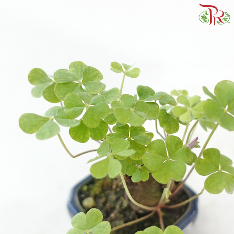 Lucky Clover Set《幸运四叶草》-Pudu Ria Florist-prflorist.com.my