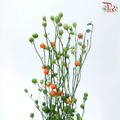 Lucky Fruit (Per Bunch)-China-prflorist.com.my