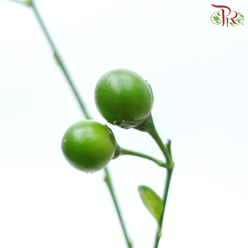 Lucky Fruit (Per Bunch)-China-prflorist.com.my