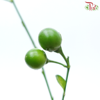 Lucky Fruit (Per Bunch)-China-prflorist.com.my