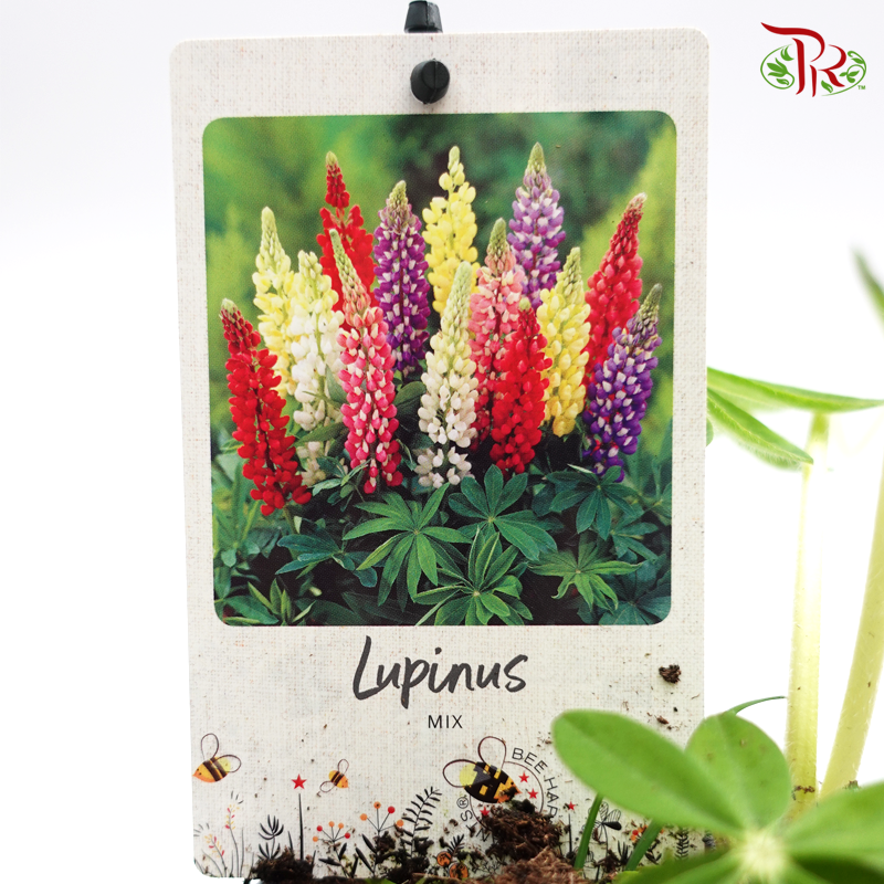Lupines 《魯冰花》