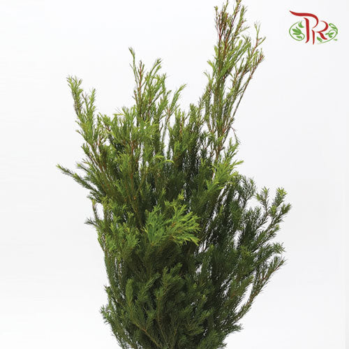 Melaleuca Alternifolia - (3 Stems) - Pudu Ria Florist