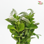 Lysimachia - White (10 Stems)-White-Kenya-prflorist.com.my
