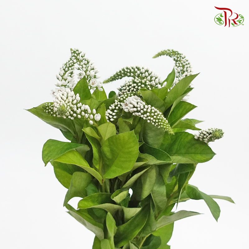Lysimachia - White (10 Stems)-White-Kenya-prflorist.com.my