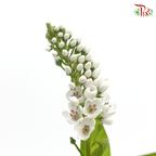 Lysimachia - White (10 Stems)-White-Kenya-prflorist.com.my
