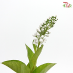Lysimachia - White (10 Stems)-White-Kenya-prflorist.com.my