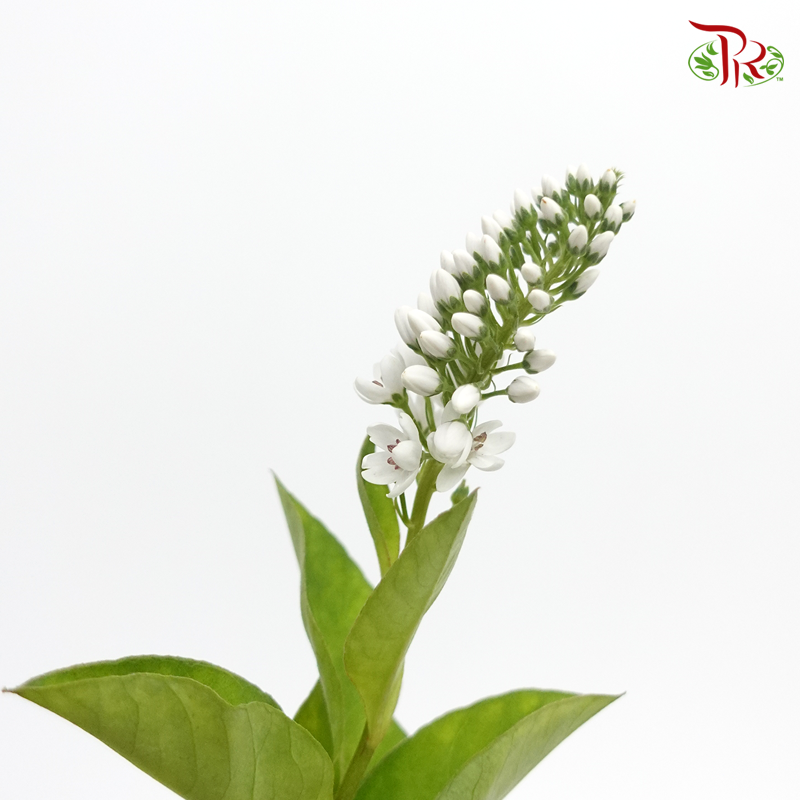 Lysimachia - White (10 Stems)-White-Kenya-prflorist.com.my