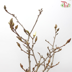 Big Magnolia Yulan《玉兰枝》