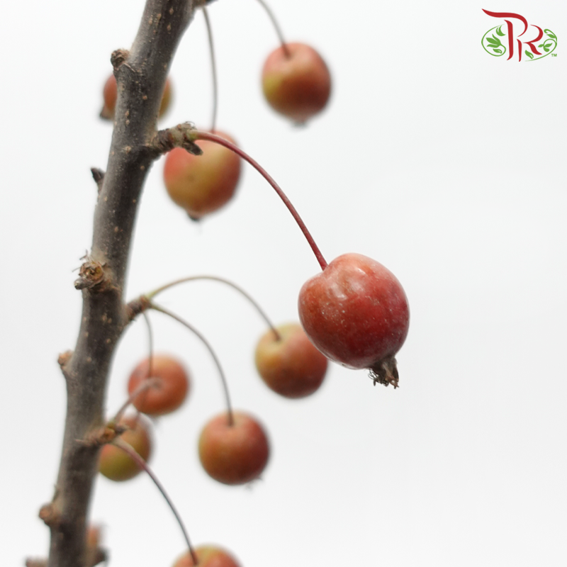 Malus (Per Bunch)-China-prflorist.com.my