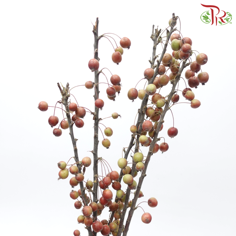 Malus (Per Bunch)-China-prflorist.com.my
