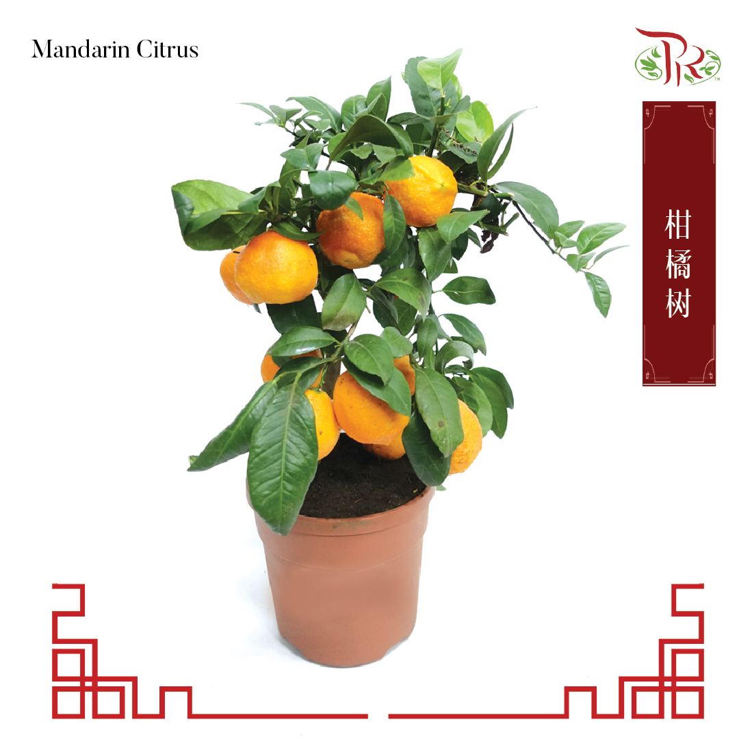 Citrus《柑橘属》