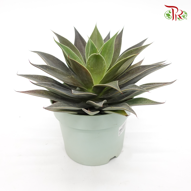 Mangave Lavender Lady 《薰衣草夫人》-Pudu Ria Florist-prflorist.com.my