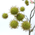 Maple Fruit - (Per Bunch)-China-prflorist.com.my