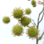 Maple Fruit - (Per Bunch)-China-prflorist.com.my