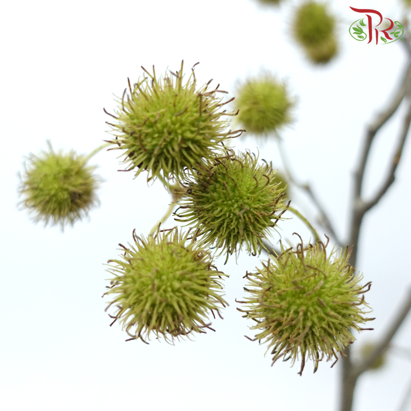 Maple Fruit - (Per Bunch)-China-prflorist.com.my