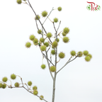 Maple Fruit - (Per Bunch)-China-prflorist.com.my