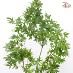 Maple Green Leaf - (Per Bunch)-Green-China-prflorist.com.my